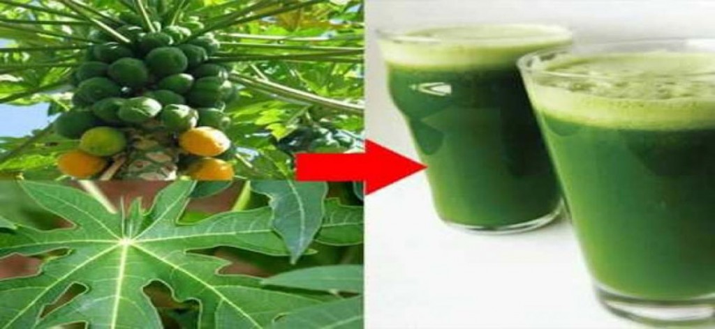 Papaya leaf Juice cure Dengu